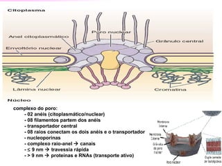 complexo do poro:
   - 02 anéis (citoplasmático/nuclear)
   - 08 filamentos partem dos anéis
   - transportador central
   - 08 raios conectam os dois anéis e o transportador
   - nucleoporinas
   - complexo raio-anel  canais
   - ≤ 9 nm  travessia rápida
   - > 9 nm  proteínas e RNAs (transporte ativo)
 