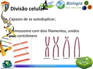 Divisão celular
• Capazes de se autoduplicar;

• Cromossomo com dois filamentos, unidos
  pelo centrômero
 