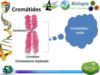 Cromátides

             Cromátides -
                irmãs
 