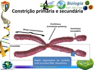 Constrição primária e secundária




          Região organizadora do nucléolo,
          onde se produz RNA- ribossômico.
 