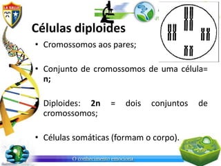 Células diploides
• Cromossomos aos pares;

• Conjunto de cromossomos de uma célula=
  n;

• Diploides: 2n    =   dois   conjuntos   de
  cromossomos;

• Células somáticas (formam o corpo).
 