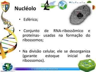 Nucléolo
 • Esférico;

 • Conjunto de RNA-ribossômico e
   proteínas- usadas na formação do
   ribossomos;

 • Na divisão celular, ele se desorganiza
   (garante     estoque      inicial  de
   ribossomos).
 