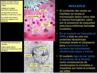 Nucleo