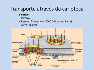 Transporte através da carioteca 
Seletivo 
– Passivo 
• Peso ou Tamanho (< 5000 Daltons ou 9 nm) 
– Ativo (26 nm)  