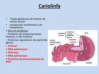 Cariolinfa 
• Fluido gelatinoso do interior do núcleo celular 
•composição semelhante à do hialoplasma 
• Rica em proteínas 
– Proteínas de empacotamento: histonas e não-histonas 
– Proteínas reguladoras da expressão gênica 
– Enzimas 
• DNA polimerases 
• Helicases 
• RNA polimerases 
• Proteínas de processamento do RNA 
 