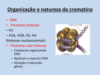 Organização e natureza da cromatina 
•DNA 
• Proteínas histonas 
– H1 
– H2A, H2B, H3, H4 
(histonas nucleossomais) 
• Proteínas não-histonas 
–Colaboram organizando DNA 
–Replicam e reparam DNA 
–Ativação e repressão gênica  