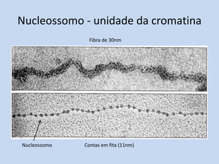 Nucleossomo - unidade da cromatina 
Fibra de 30nm 
Nucleossomo Contas em fita (11nm) 
 