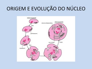 ORIGEM E EVOLUÇÃO DO NÚCLEO  