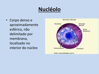 Nucléolo 
•Corpo denso e aproximadamente esférico, não delimitado por membrana, localizado no interior do núcleo 
 