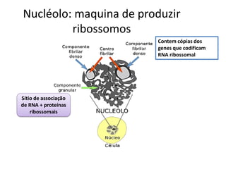 Nucléolo: maquina de produzir ribossomos 
Contem cópias dos genes que codificam RNA ribossomal 
Sítio de associação de RNA + proteínas ribossomais  