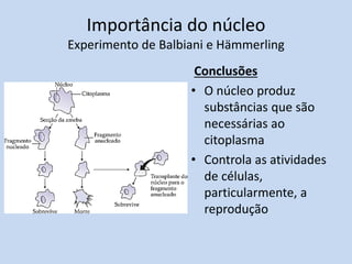 Importância do núcleo Experimento de Balbiani e Hämmerling 
Conclusões 
•O núcleo produz substâncias que são necessárias ao citoplasma 
•Controla as atividades de células, particularmente, a reprodução  