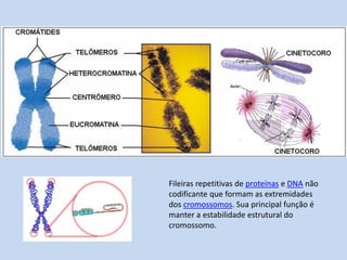 Fileiras repetitivas de proteínas e DNA não codificante que formam as extremidades dos cromossomos. Sua principal função é manter a estabilidade estrutural do cromossomo.  