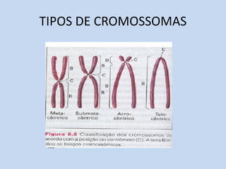 TIPOS DE CROMOSSOMAS  