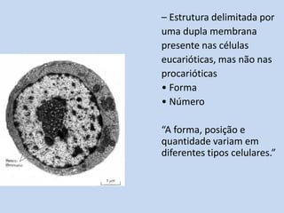 – Estrutura delimitada por 
uma dupla membrana 
presente nas células 
eucarióticas, mas não nas 
procarióticas 
• Forma 
• Número 
“A forma, posição e 
quantidade variam em 
diferentes tipos celulares.” 
 