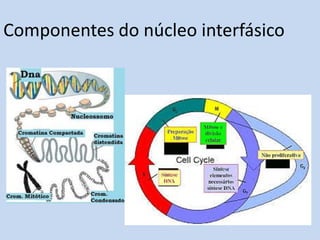 Componentes do núcleo interfásico  