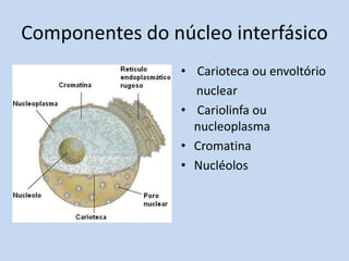 Componentes do núcleo interfásico 
• Carioteca ou envoltório 
nuclear 
• Cariolinfa ou nucleoplasma 
•Cromatina 
•Nucléolos  