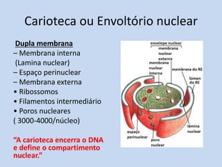 Carioteca ou Envoltório nuclear 
Dupla membrana 
– Membrana interna 
(Lamina nuclear) 
– Espaço perinuclear 
– Membrana externa 
• Ribossomos 
• Filamentos intermediário 
• Poros nucleares 
( 3000-4000/núcleo) 
“A carioteca encerra o DNA e define o compartimento nuclear.”  
