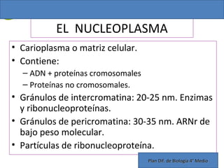 Nucleo. plan dif cuarto | PPT