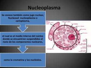 Nucleo | PPTX
