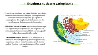 Presentación de nucleo-y-nucleolo - clase | PPTX