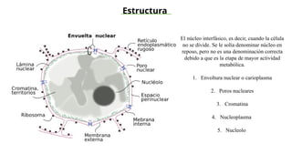 Presentación de nucleo-y-nucleolo - clase | PPTX