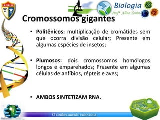 Cromossomos gigantes
 • Politênicos: multiplicação de cromátides sem
   que ocorra divisão celular; Presente em
   algumas espécies de insetos;

 • Plumosos: dois cromossomos homólogos
   longos e emparehados; Presente em algumas
   células de anfíbios, répteis e aves;


 • AMBOS SINTETIZAM RNA.
 