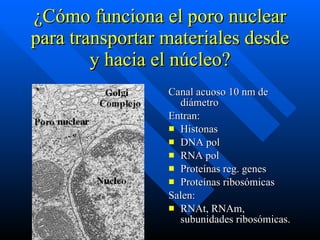 ¿Cómo funciona el poro nuclear para transportar materiales desde y hacia el núcleo? Canal acuoso 10 nm de diámetro Entran: Histonas DNA pol RNA pol Proteínas reg. genes Proteínas ribosómicas Salen: RNAt, RNAm, subunidades ribosómicas. 