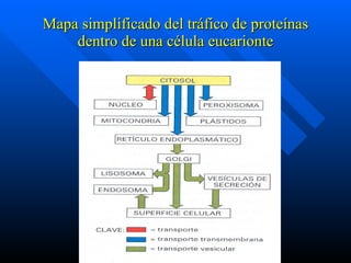 Mapa simplificado del tráfico de proteínas dentro de una célula eucarionte 