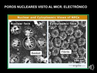 POROS NUCLEARES VISTO AL MICR. ELECTRÓNICO
 