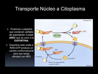 Trans
Transporte Núcleo a Citoplasma
 