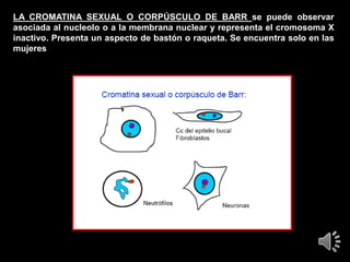 LA CROMATINA SEXUAL O CORPÚSCULO DE BARR se puede observar
asociada al nucleolo o a la membrana nuclear y representa el cromosoma X
inactivo. Presenta un aspecto de bastón o raqueta. Se encuentra solo en las
mujeres..
 