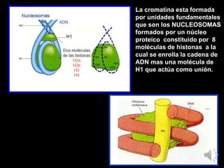 La cromatina esta formada
por unidades fundamentales
que son los NUCLEOSOMAS
formados por un núcleo
proteico constituido por 8
moléculas de histonas a la
cual se enrolla la cadena de
ADN mas una molécula de
H1 que actúa como unión.
 
