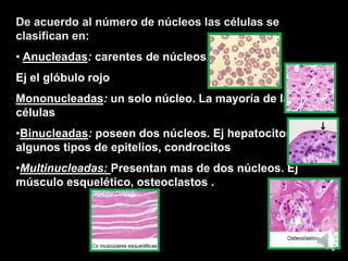De acuerdo al número de núcleos las células se
clasifican en:
• Anucleadas: carentes de núcleos.
Ej el glóbulo rojo
Mononucleadas: un solo núcleo. La mayoría de las
células
•Binucleadas: poseen dos núcleos. Ej hepatocitos,
algunos tipos de epitelios, condrocitos
•Multinucleadas: Presentan mas de dos núcleos. Ej
músculo esquelético, osteoclastos .
 