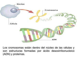 Los cromosomas están dentro del núcleo de las células y
son estructuras formadas por ácido desoxirribonucleico
(ADN) y proteínas.

 