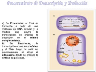 a) En Procariotas, el RNA se
transcribe a partir de una
molécula de DNA circular y, a
medida
que
ocurre
la
transcripción, se produce la
traducción
en
el
mismo
compartimiento.
b)
En
Eucariotas,
la
transcripción ocurre en el núcleo
y el RNA, luego de sufrir un
procesamiento, se dirige al
citoplasma donde se produce la
síntesis de proteínas.

 