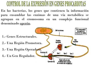 En las bacterias, los genes que contienen la información
para ensamblar las enzimas de una vía metabólica se
agrupan en el cromosoma en un complejo funcional
denominado operón.

1.- Genes Estructurales.
2.- Una Región Promotora.
3.- Una Región Operadora.
4.- Un Gen Regulador.

 
