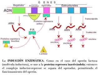 La INDUCCIÓN ENZIMÁTICA. Como en el caso del operón lactosa
(molécula inductora), se une a la proteína represora inactivándola; entonces
el complejo inductor-represor se separa del operador, permitiendo el
funcionamiento del operón.

 
