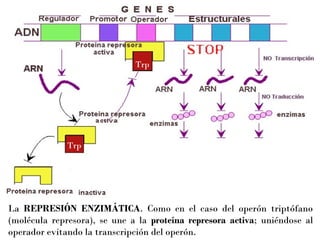 Trp

Trp

La REPRESIÓN ENZIMÁTICA. Como en el caso del operón triptófano
(molécula represora), se une a la proteína represora activa; uniéndose al
operador evitando la transcripción del operón.

 