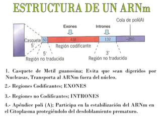 Exones

Intrones

1. Casquete de Metil guanosina; Evita que sean digeridos por
Nucleasas, Transporta al ARNm fuera del núcleo.
2.- Regiones Codificantes; EXONES
3.- Regiones no Codificantes; INTRONES
4.- Apéndice poli (A); Participa en la estabilización del ARNm en
el Citoplasma protegiéndolo del desdoblamiento prematuro.

 