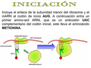 Incluye el enlace de la subunidad menor del ribosoma y el
mARN al codón de inicio AUG. A continuación entra un
primer amino-acil ARNt, que es un anticodón UAC
complementario del codón inicial, este lleva el aminoácido
METIONINA.

 