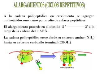 A la cadena polipeptídica en crecimiento se agregan
aminoácidos uno a uno por medio de enlaces peptídicos.
El alargamiento procede en el sentido 5 ’
largo de la cadena del mARN.

3’ a lo

La cadena polipeptídica crece desde su extremo amino (NH 2)
hasta su extremo carboxilo terminal (COOH)

 