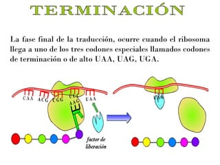 La fase final de la traducción, ocurre cuando el ribosoma
llega a uno de los tres codones especiales llamados codones
de terminación o de alto UAA, UAG, UGA.

 