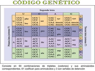 Consiste en 64 combinaciones de tripletes (codones) y sus aminoácidos
correspondientes. 61 codifican para aminoácidos y 3 son señales de detención

 