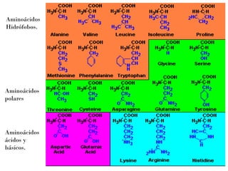 Aminoácidos
Hidrófobos.

Aminoácidos
polares

Aminoácidos
ácidos y
básicos.

 