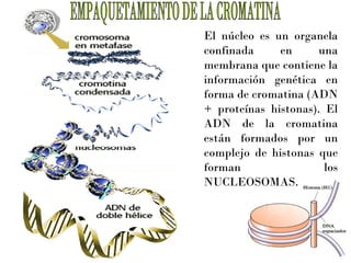 El núcleo es un organela
confinada
en
una
membrana que contiene la
información genética en
forma de cromatina (ADN
+ proteínas histonas). El
ADN de la cromatina
están formados por un
complejo de histonas que
forman
los
NUCLEOSOMAS.

 