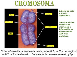 Extremo de cada
brazo del
cromosoma
Son estructuras
idénticas en
morfología e
información ya
que contienen
ADN más
proteínas.

El tamaño oscila, aproximadamente, entre 0,2μ a 50μ de longitud
por 0,2μ a 2μ de diámetro. En la especie humana entre 4μ y 6μ.

 