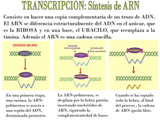 Consiste en hacer una copia complementaria de un trozo de ADN.
El ARN se diferencia estructuralmente del ADN en el azúcar, que
es la RIBOSA y en una base, el URACILO, que reemplaza a la
timina. Además el ARN es una cadena sencilla.

En una primera etapa,
una enzima, la ARNpolimerasa se asocia a
una región del ADN,
denominada promotor.

La ARN-polimerasa, se
desplaza por la hebra patrón,
insertando nucleótidos de
ARN, siguiendo la
complementariedad de bases.

Cuando se ha copiado
toda la hebra, al final
del proceso , la cadena
de ARN queda libre.

 