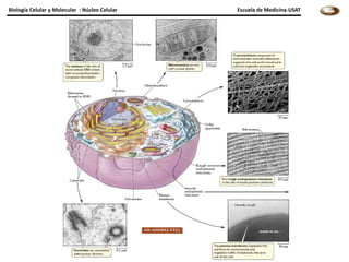 Biología Celular y Molecular : Núcleo Celular   Escuela de Medicina-USAT
 