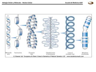 Biología Celular y Molecular : Núcleo Celular   Escuela de Medicina-USAT
 