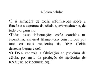 Núcleo celular

•É o armazém de todas informações sobre a
função e a estrutura da célula e, eventualmente, de
todo o organismo
•Todas essas informações estão contidas na
cromatina, material filamentoso constituídos por
uma ou mais moléculas de DNA (ácido
desoxirribonucleico).
•O DNA controla a fabricação de proteínas da
célula, por meio da produção de moléculas de
RNA ( ácido ribonucleico).
 